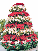 christmas-tree 37 list